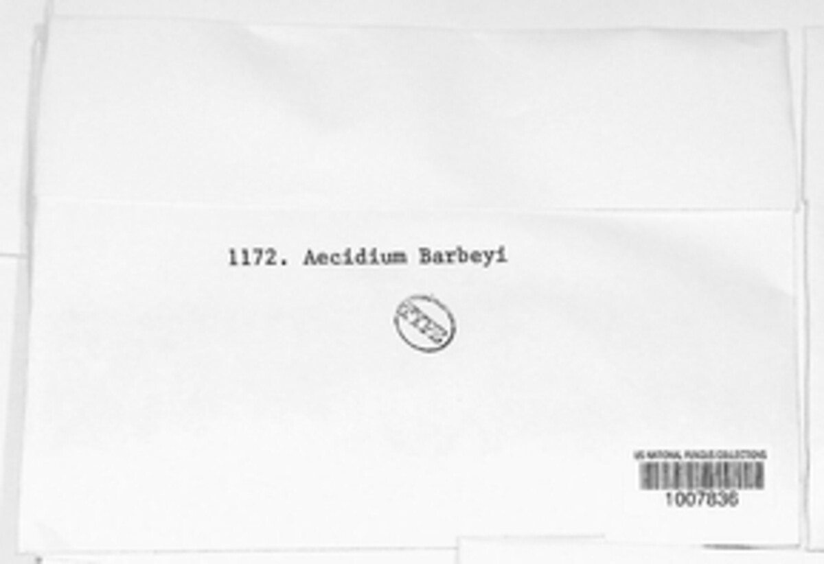 Aecidium barbeyi image